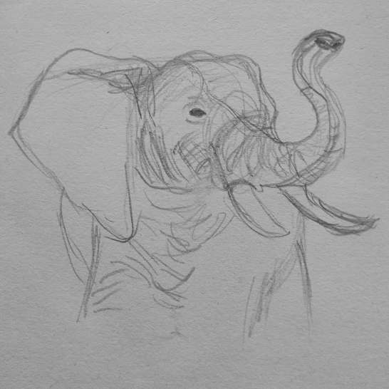 elefant1