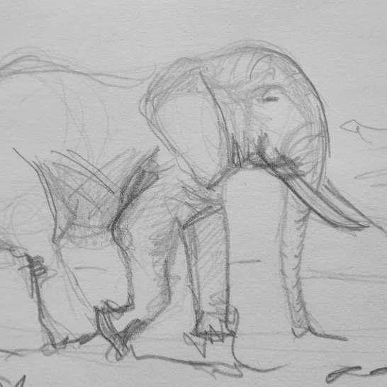 elefant2